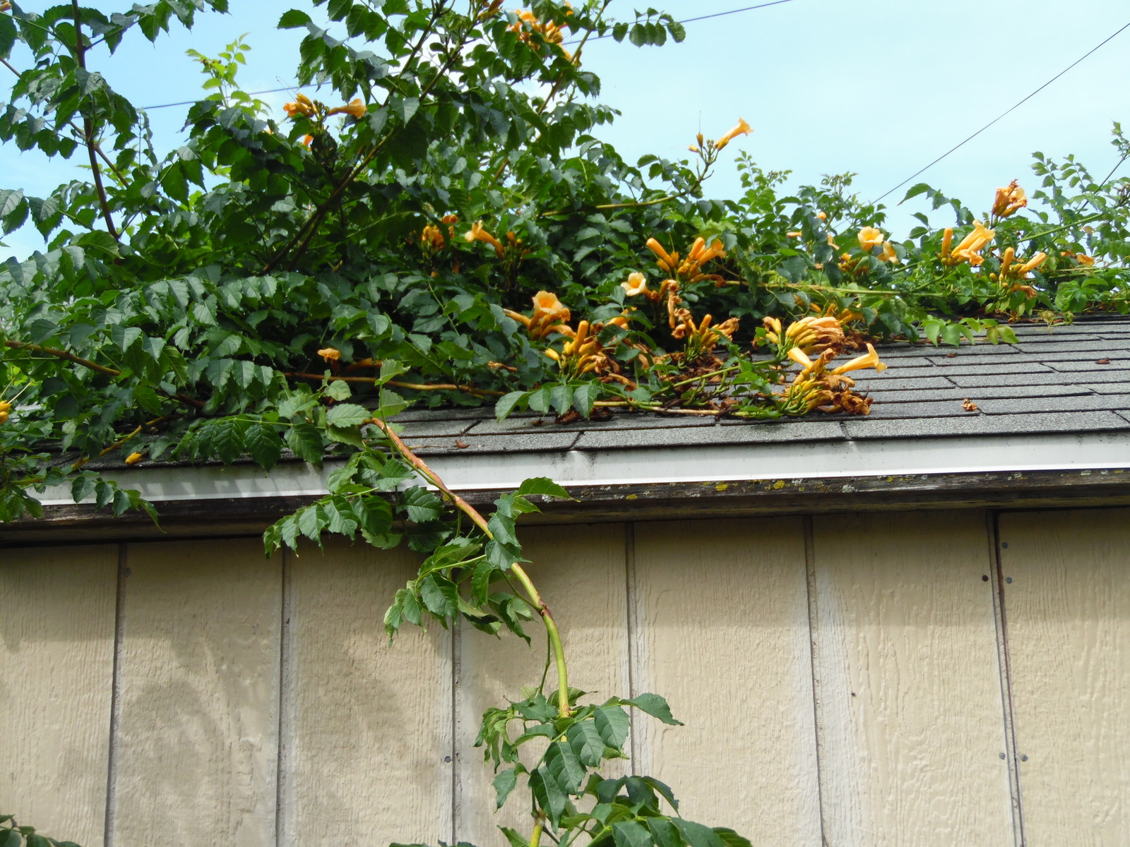 YELLOW Hummingbird Trumpet Vine Seeds! HARDY! Hummingbirds Love It!