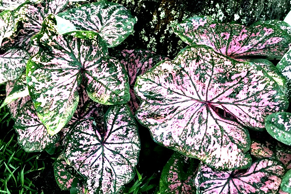 1 Bulb FLORIDA ELISE Caladium from Florida Plantation