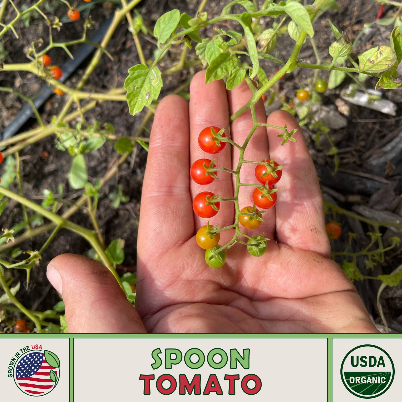 10 Spoon Tomato Seeds, World’s Smallest Tomato, Organic, Heirloom, Genuine USA