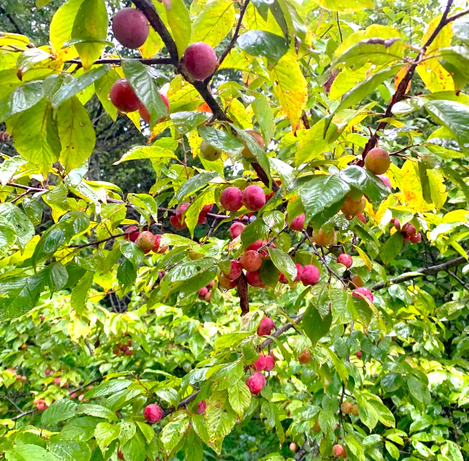 American Plum Tree Seeds – For 2026 Planting Prunus Americana Wild Plums Red