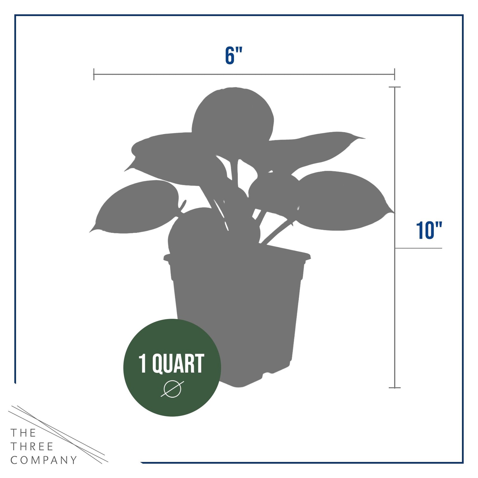 Perennial Hosta Patriot 3 Plants Per Pack Accent Plant 10″ Tall 4″ Wide 1 Qt Pot