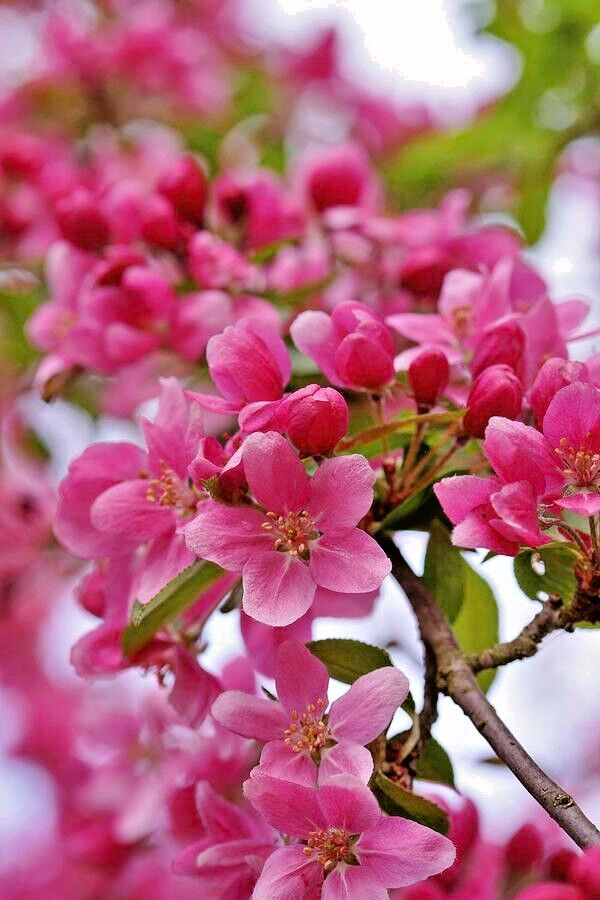 French Wild Apple | Premium Seeds | Malus sylvestris ‘Fruit’ | Plants’®