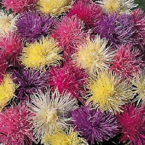 50 MIXED OSTRICH PLUME ASTER Feather Spider Callistephus Chinensis Flower Seeds