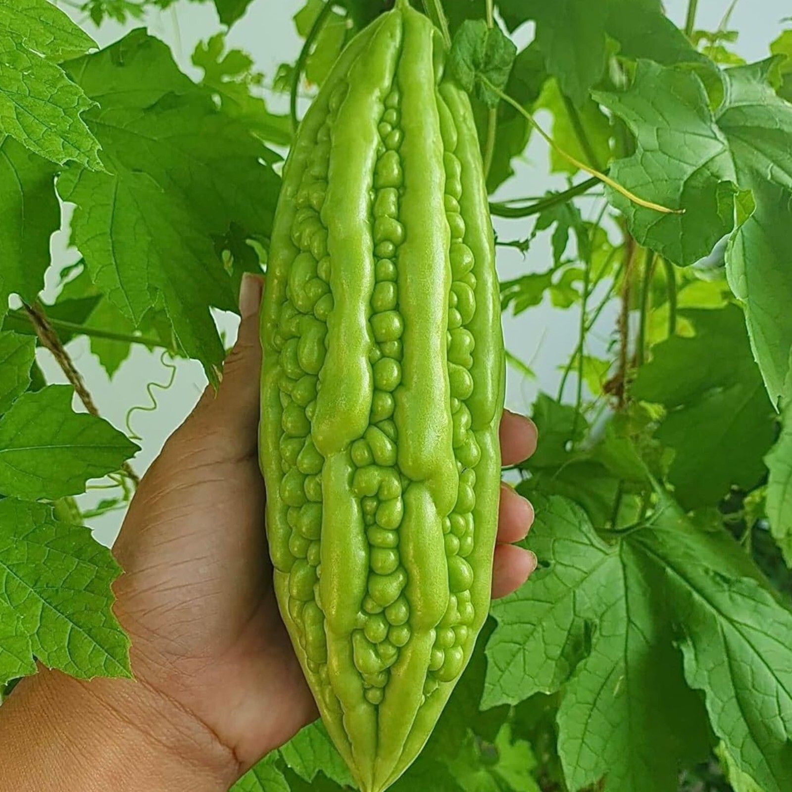 15pcs Bitter Melon Seeds – Fast-Growing Green Skin Bitter Gourd (Balsam Pear).
