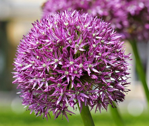 ONION ORNAMENTAL Allium Aflatunense – 20 Bulk Seeds