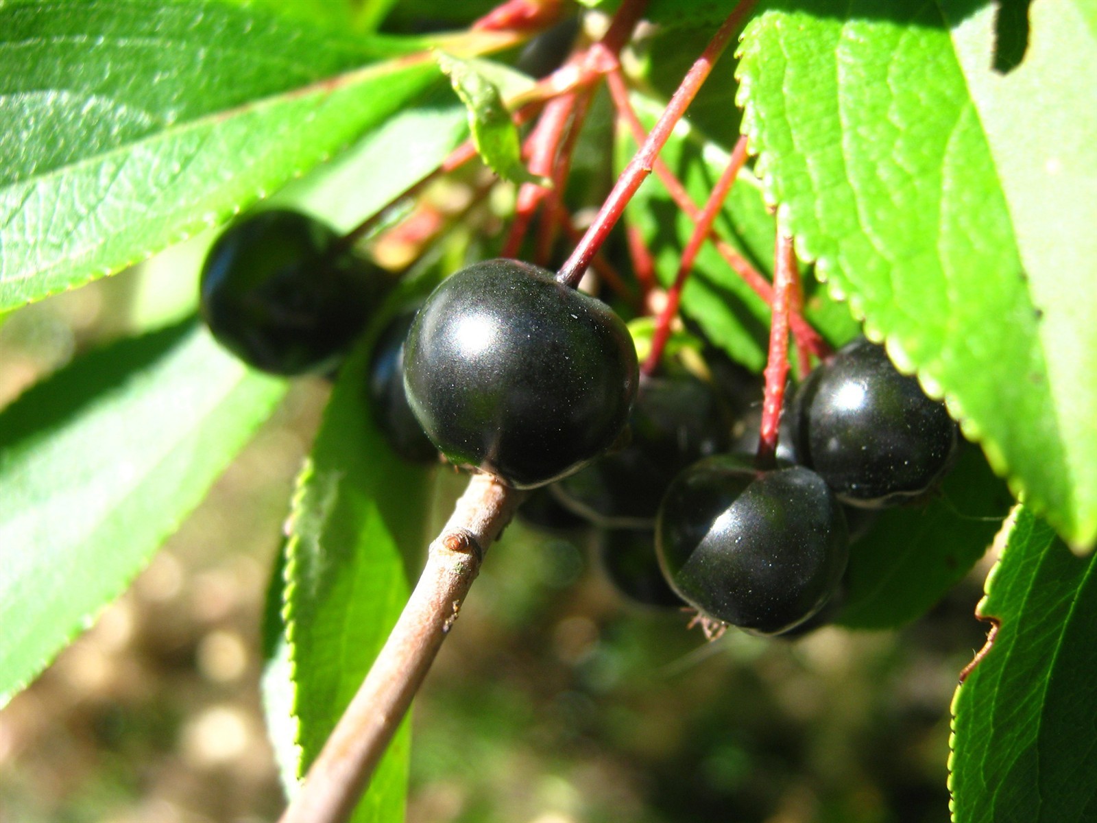 Aronia melanocarpa | Black Chokeberry | 50_Seeds