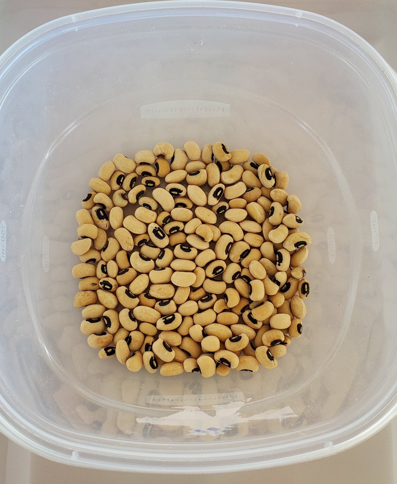 1/4 Pound (Approx. 500 Count) California No. 5 Blackeye Pea Seed