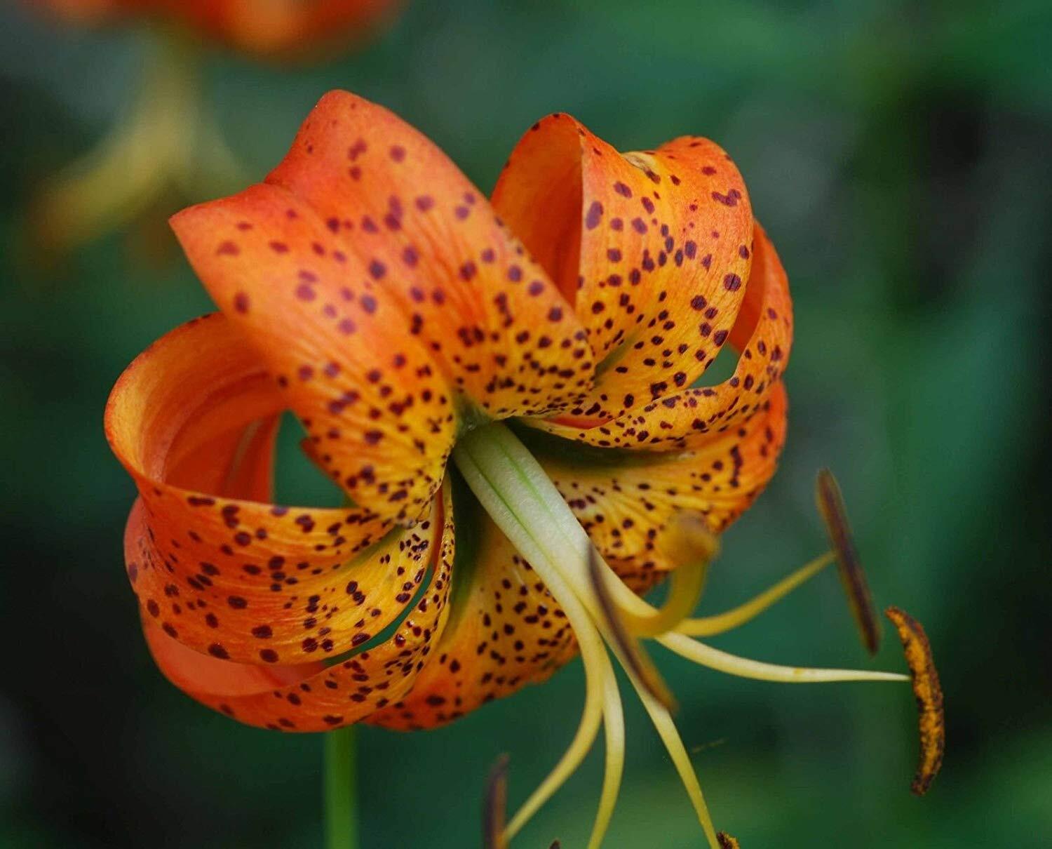 5 Turk’s-cap lily Lilium superbum Bulb/tuber Woodland Wildflower ~Native Hardy~
