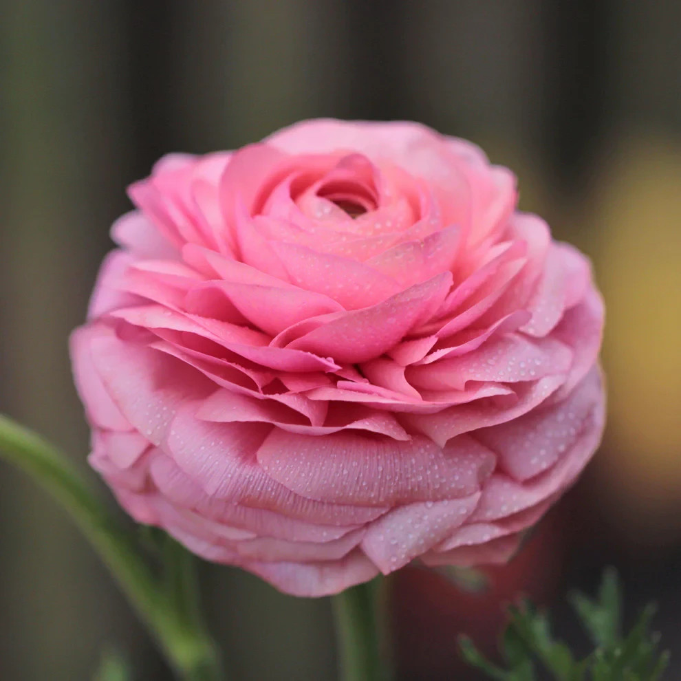 Ranunculus PINK 15 Bulbs Persian Buttercup Peony Rose 7+ Corms Wedding Flowers