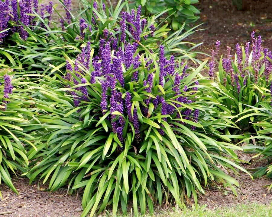 20 BLUE LILYTURF SEEDS – Liriope muscari