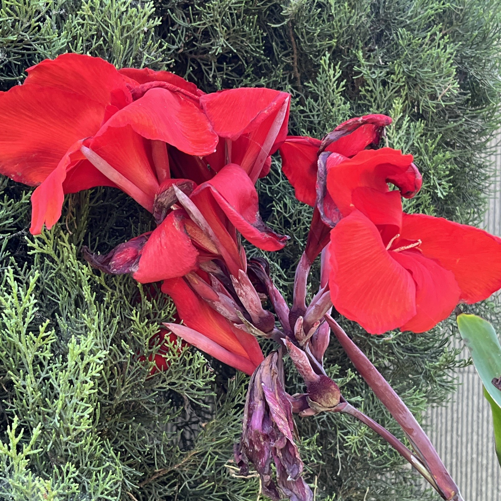 Red Canna Lily Rhizomes