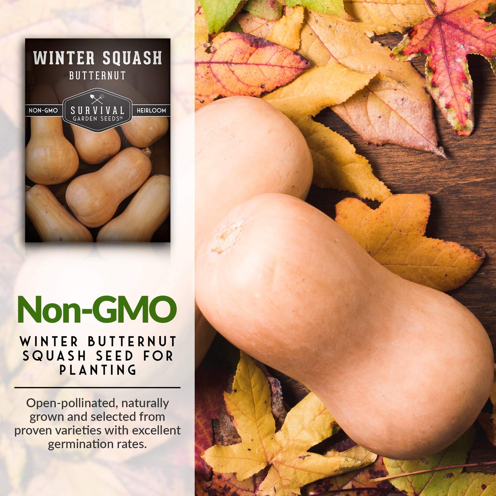Heirloom Butternut Squash Seeds NonGMO, High Yield, Easy to Grow 2 Packs