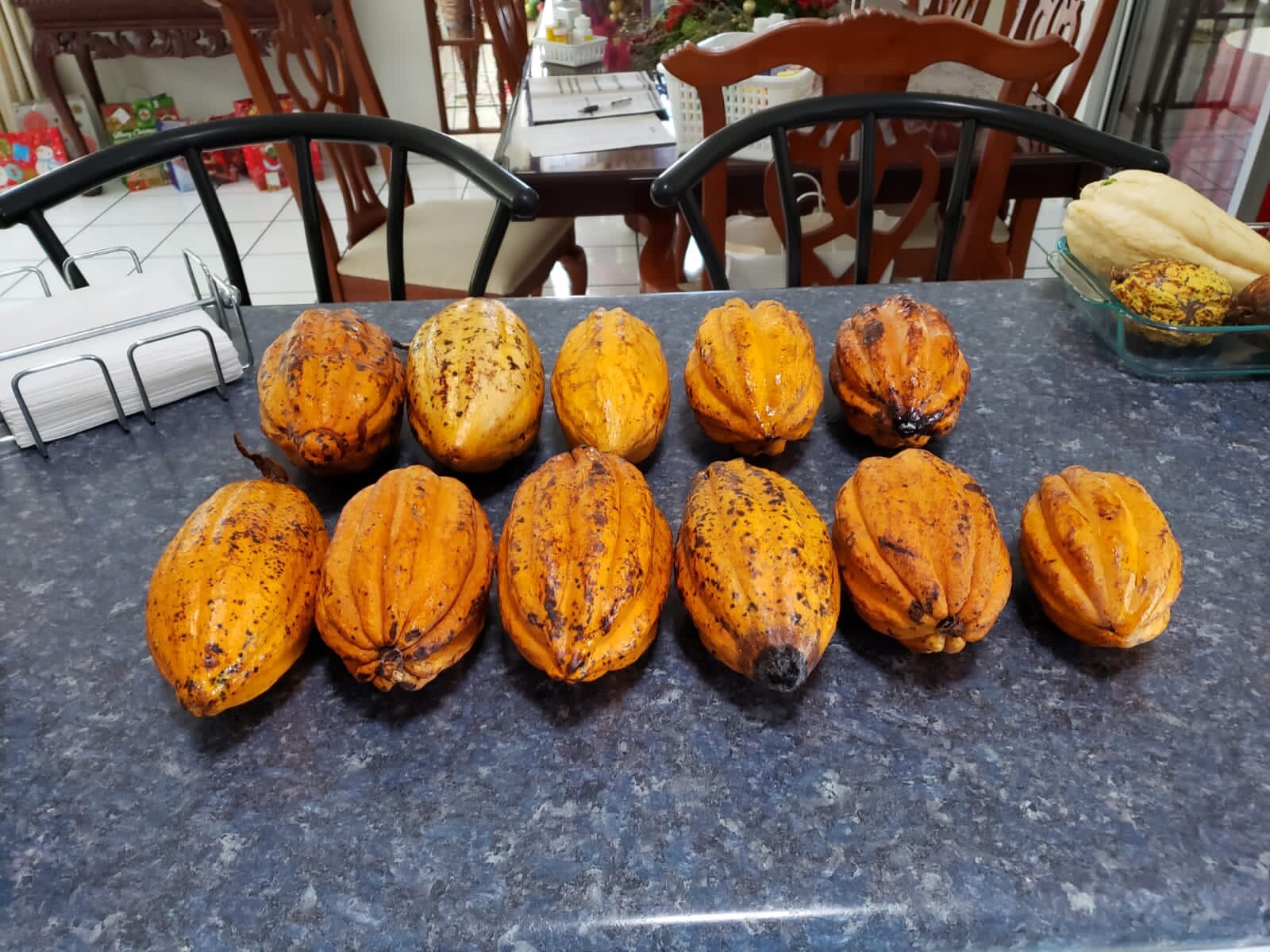 TWO WHOLE CACAO POD | ORGANIC | USA SELLER | FRESH |3 OR 1 DAY SHIPPING