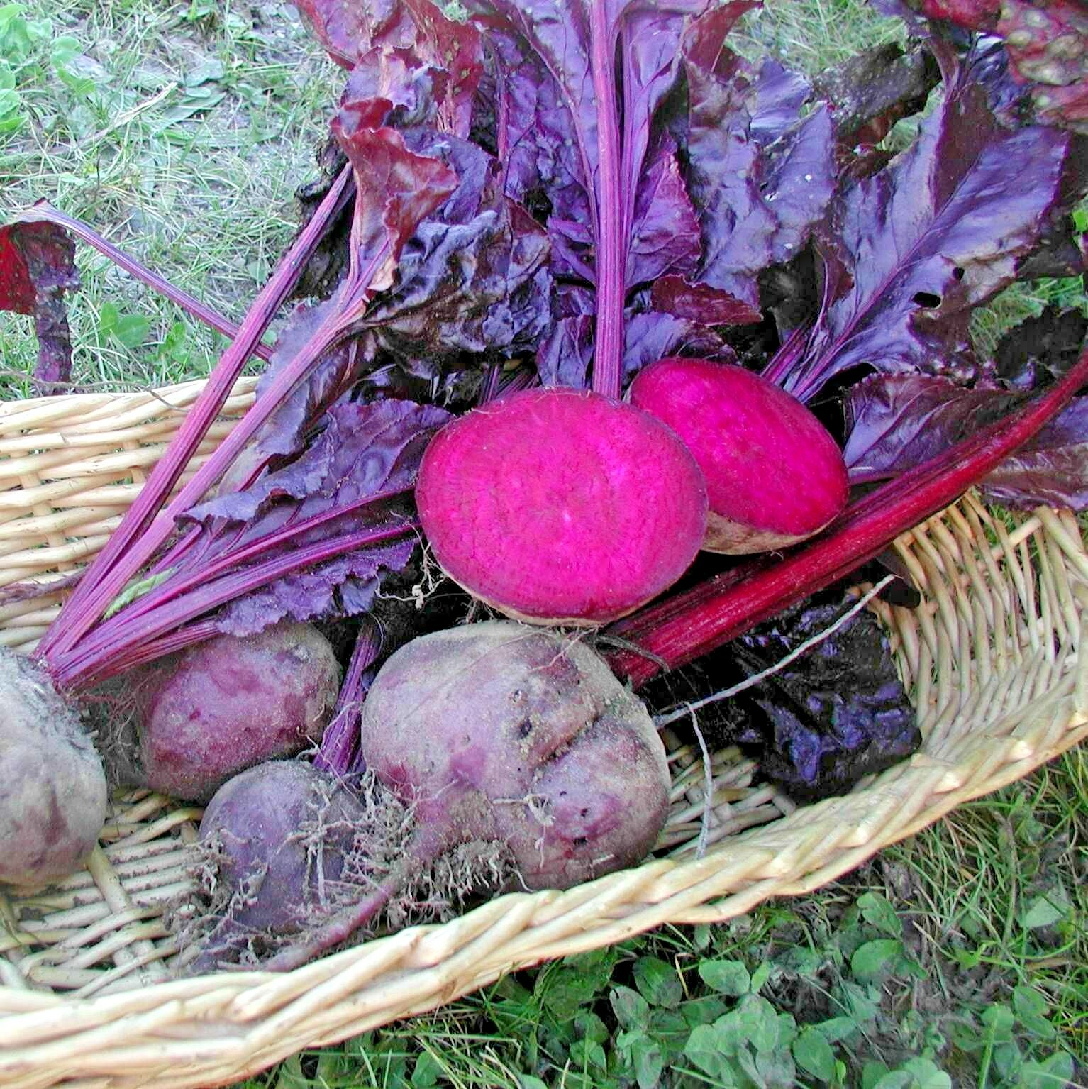 101+ BULLS BLOOD BEET Seeds Heirloom Vegetable Garden Patio Container Fast Easy