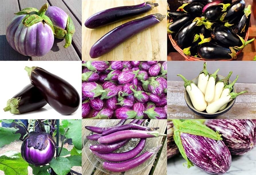 5 bags Asian Eggplant Ca Phao Seeds NON-GMO Mixed 16 Types 100ct Thai Viet Lao