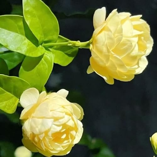 Mix Climbing Double Jasmine Seeds for Planting, 290+pcs Perennial Fragrant Climb