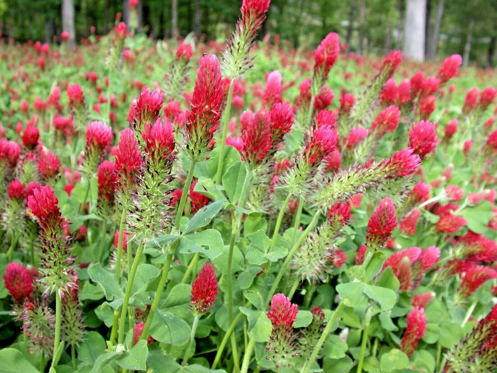 1001+CRIMSON CLOVER Seeds Groundcover Food Plot Native Wildflower Pollinators