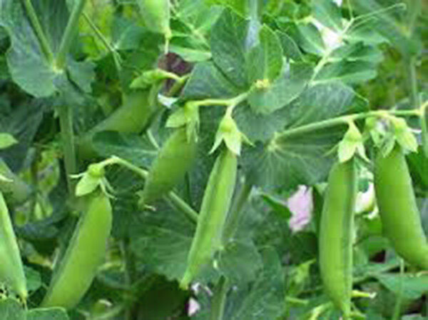 PEAS, SUGAR DADDY SNAP, HEIRLOOM, 500+ SEEDS, GREAT FOR SALADS / SNACKS