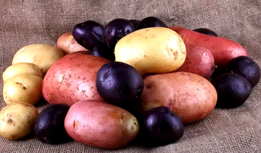Potato Seed Tuber Mix 2 lb Purple Red Yellow Yukon Russet Organic Seeds Potatoes