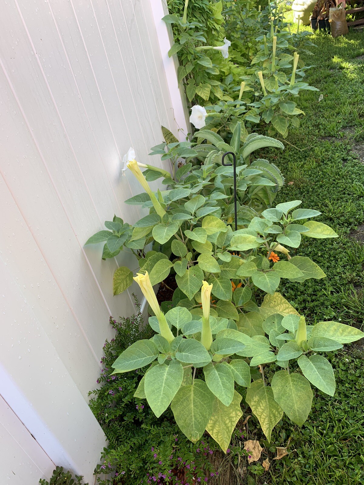 (200 SEEDS) White Moon Flower Angel’s Trumpet Day&Night Bloom Datura. 2023 Seeds