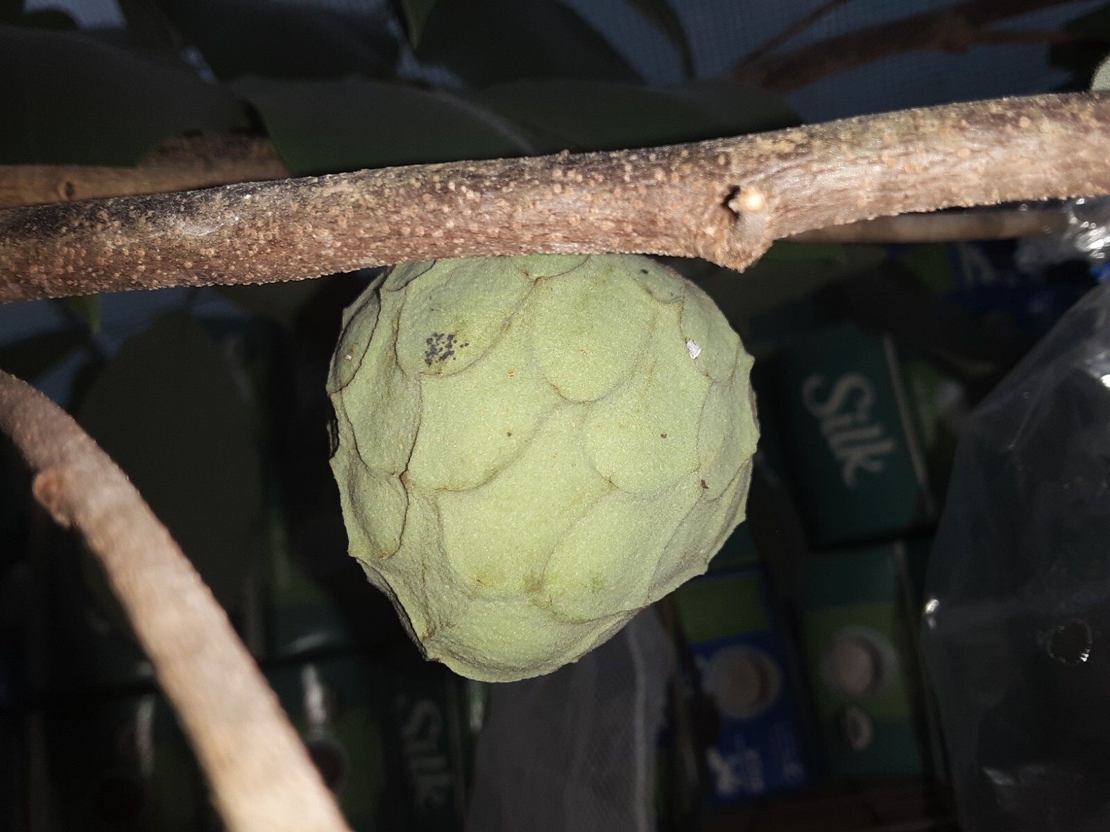 10 Organic Cherimoya/Custard Sugar Apple Tropical Fruit Seeds.US grown seeds.
