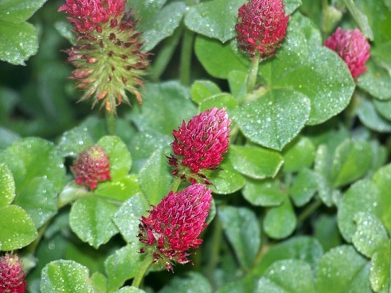 3 LB Medium Red Clover Seed Deer/Wildlife/Weed Suppression/Hay