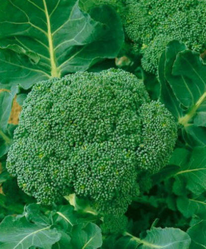 500 Waltham 29 Broccoli Seeds Certified ORGANIC Brassica Oleracea Heirloom