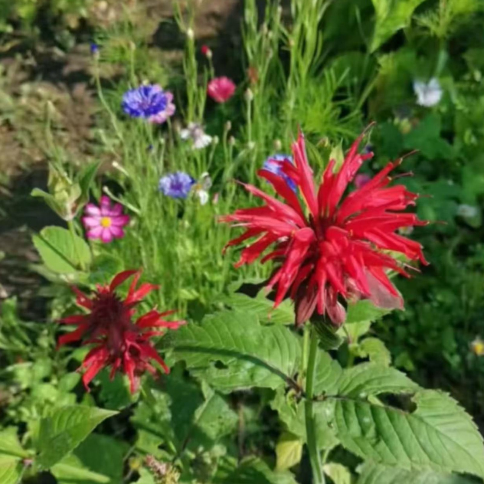1000 Red Bee Balm Seeds Monarda – Fiery Perennial Flower for Hummingbirds