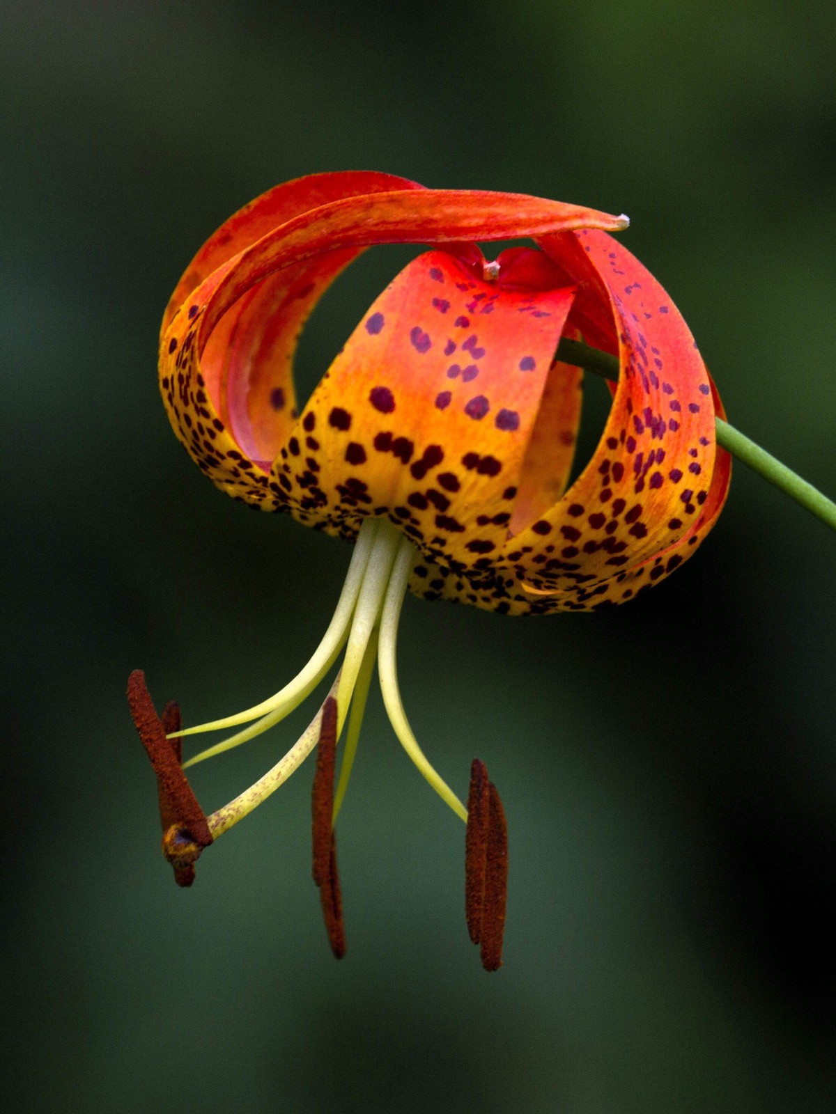 20 Orange TURKS CAP Tiger LILY Lilium Superbum Flower Seeds *Flat S/H