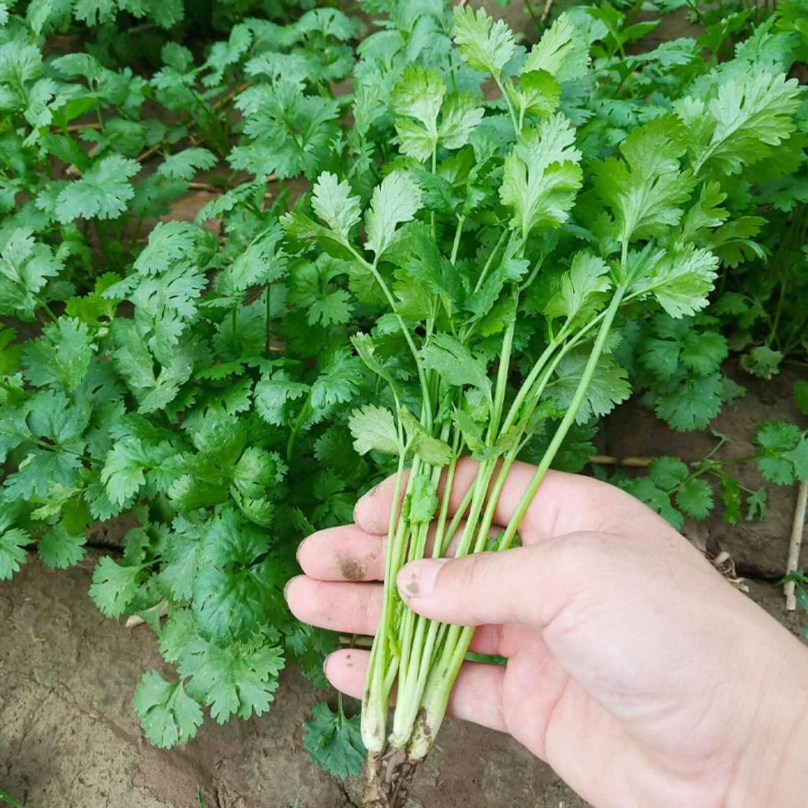 Cilantro Seeds – 1000 Seeds – Non-GMO Heirloom Coriander for Herb Gardens, Pots