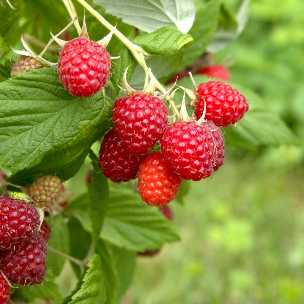 Raspberry Plant (Heritage) Live Plant
