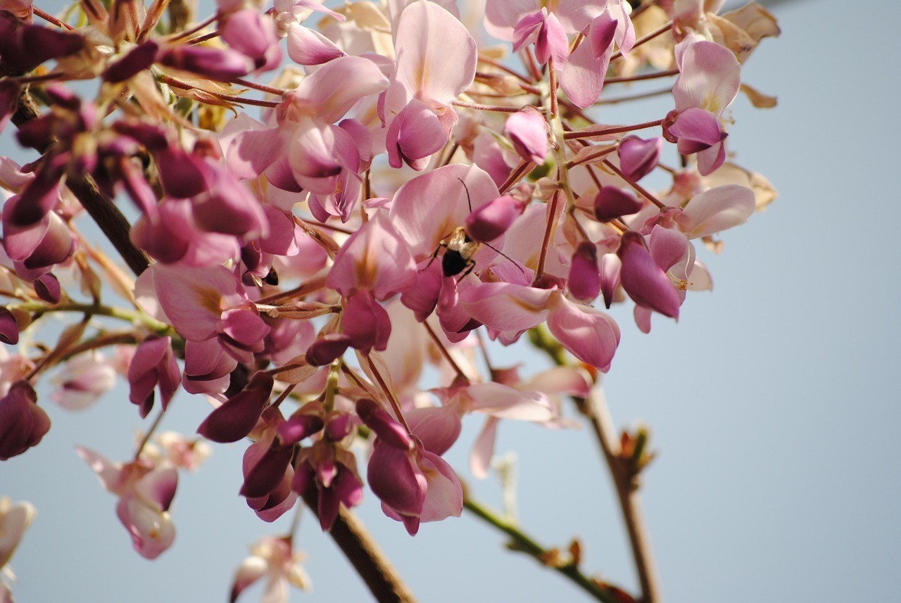 Wisteria Seeds – 50 Mixed Color Flower Seeds, Purple, White, Pink, Blue & Gold W
