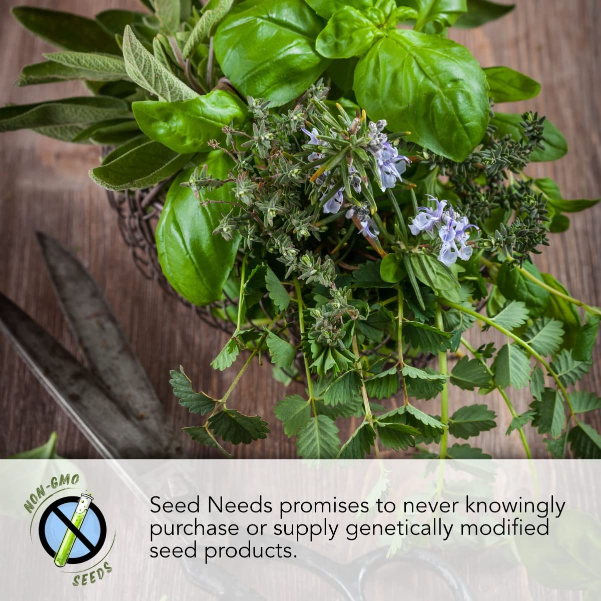 Mint Seeds for Planting Spearmint, Peppermint, Lemon Mint & Pennyroyal NonGM…