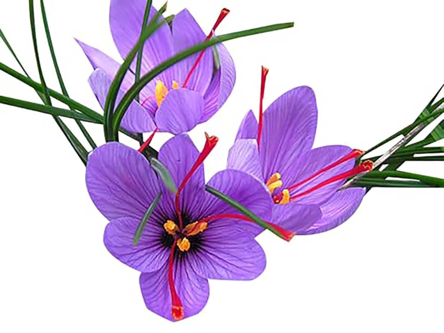 3 Saffron Crocus Corms Bulbs Crocus Sativus Huge 10+ cm for Planting
