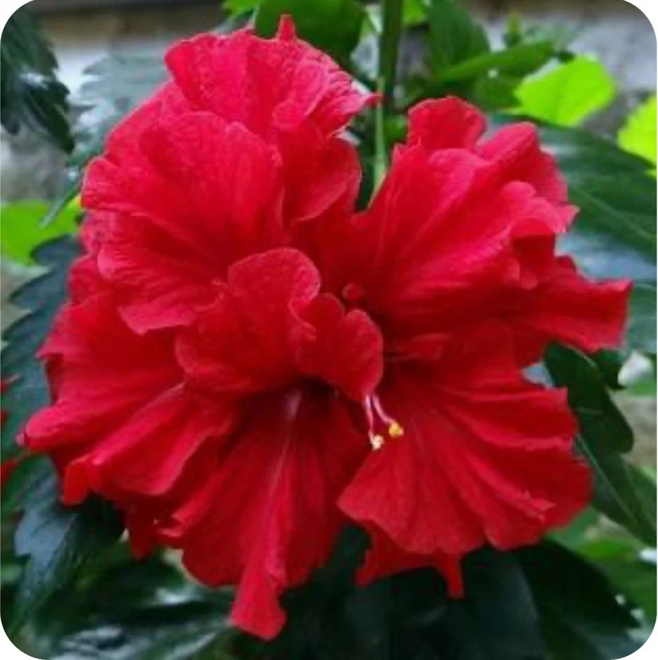 Red Dragon Hibiscus-SMALL ROOTED STARTER Plant-Hibiscus Rosa-sinensis