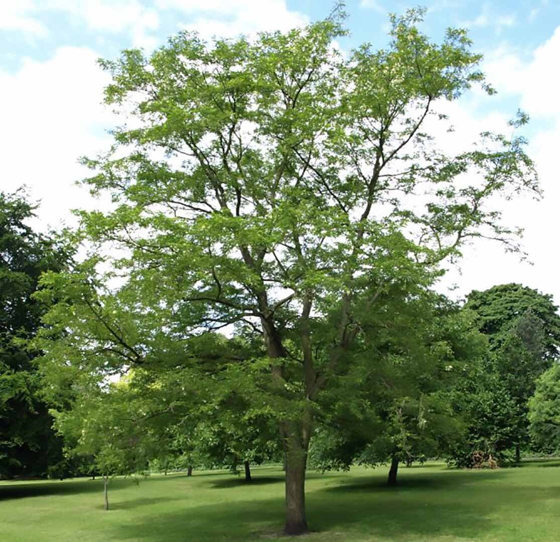 Black Locust, Robinia pseudoacacia, Tree Seeds (Fast, Hardy, Fragrant)