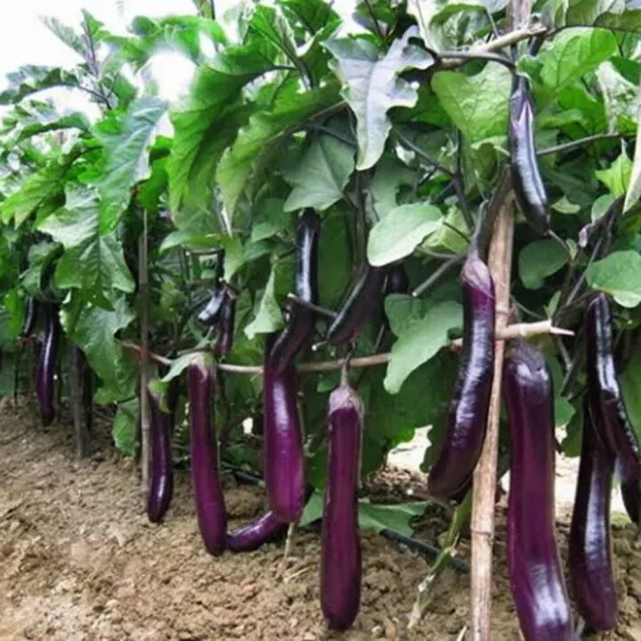 40 SEEDS LONG PURPLE EGGPLANT/ICHIBAN JAPANESE EGGPLANT, USA