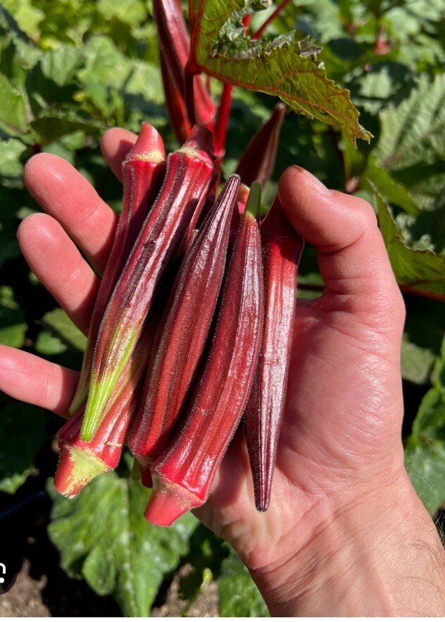 Red Burgundy Okra Seeds, NON-GMO, Heirloom, FREE SHIPPING 150+ Seeds