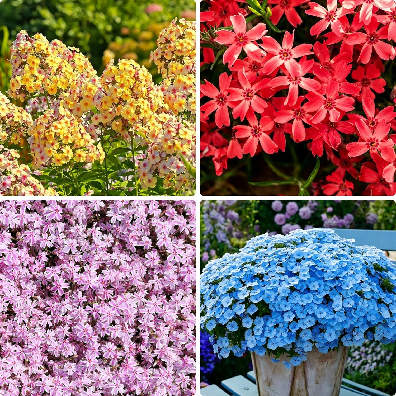 10007+ Creeping Mixed Phlox Seeds for Planting,Bright Perennial Creeping Phlox S
