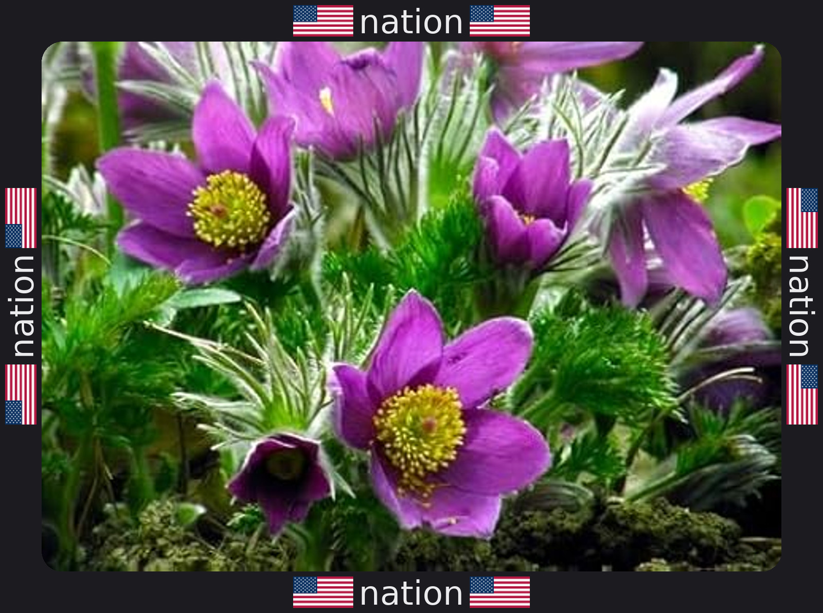 Eastern Pasqueflower Seeds – 30 Prairie Crocus Perennial Planting Seeds