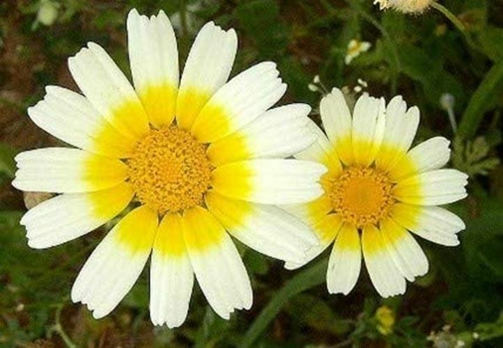 Chrysanthemum Flower Seeds, “COOL BEANS N SPROUTS” Brand. Home Gardening.