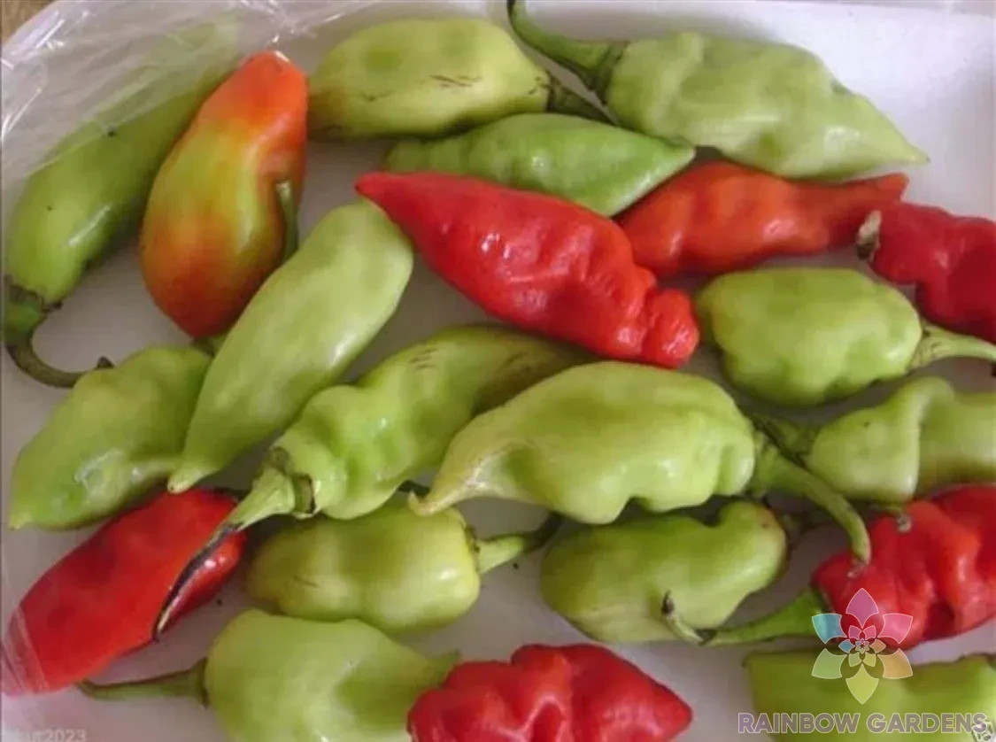 25+ Trinidad Pimento Hot Pepper Seeds for Garden Planting – USA – FREE SHIPPING!