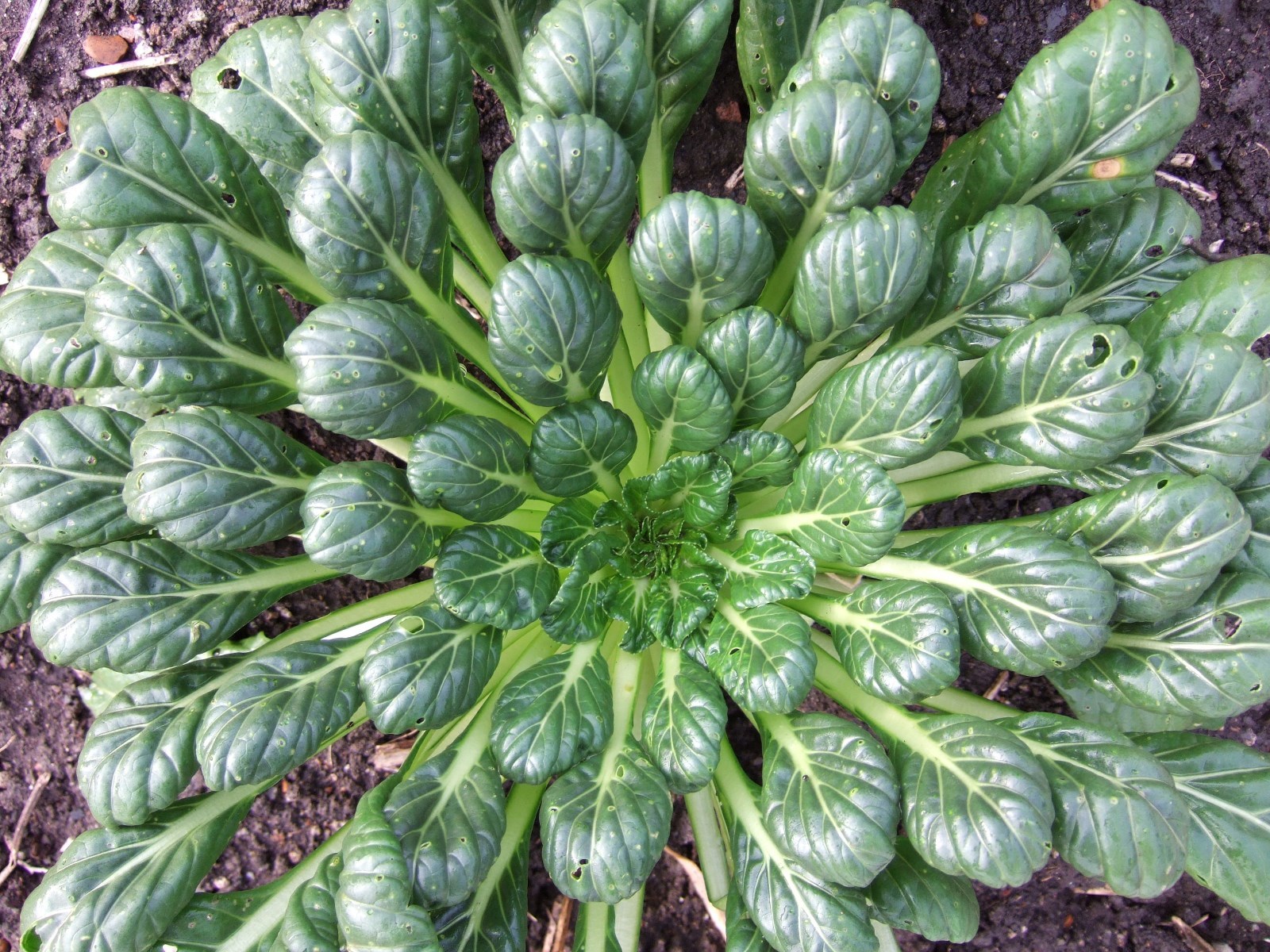 601+TAT SOI Cabbage Seeds Organic Spring Fall Vegetable Garden Containers Asian