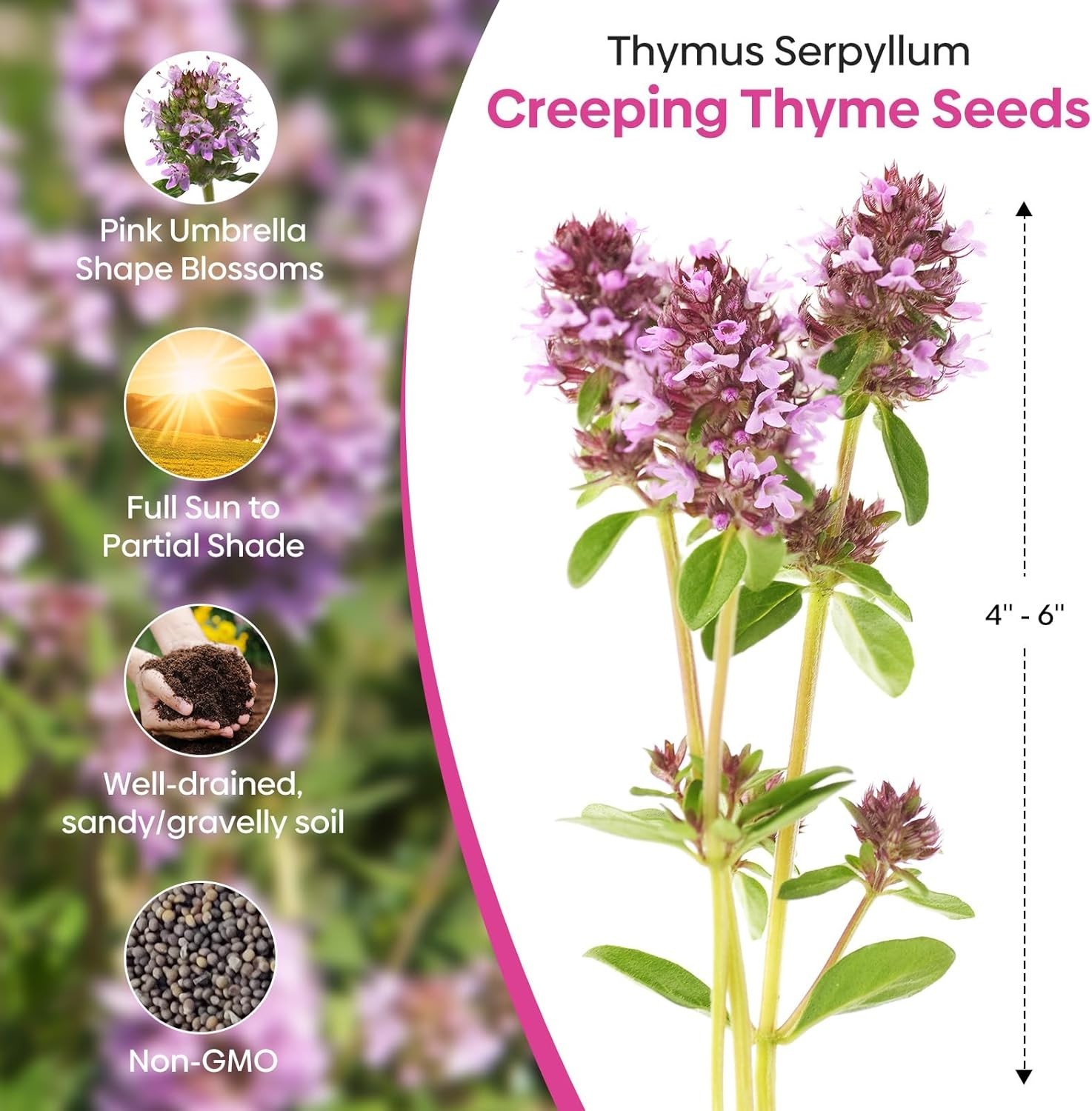 Attract Pollinators with 20000+ Creeping Thyme Seeds – Low Maintenance Option