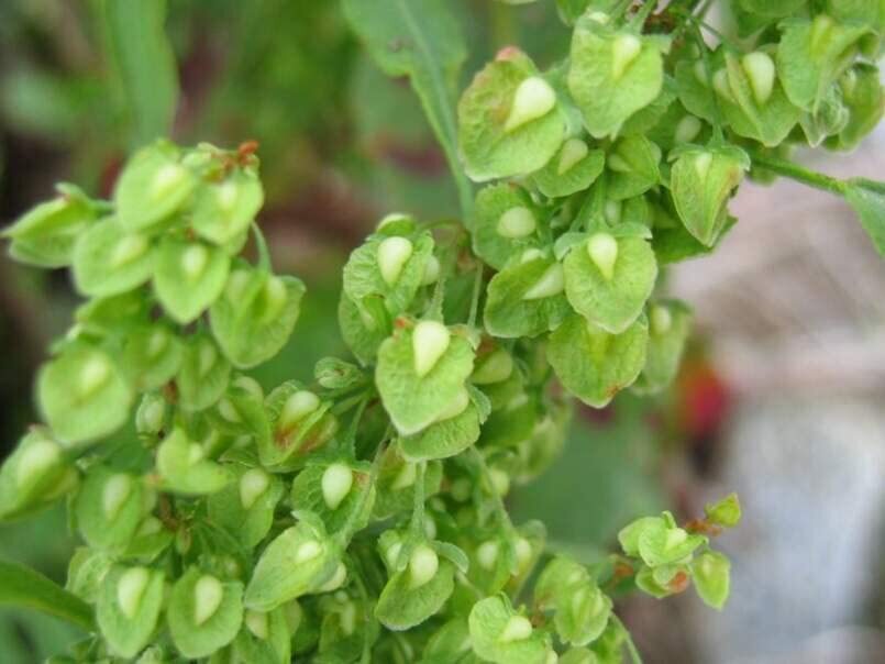 Cactusweed Seeds for Planting (50 Seeds) – Rumex crispus Curly Dock Seeds