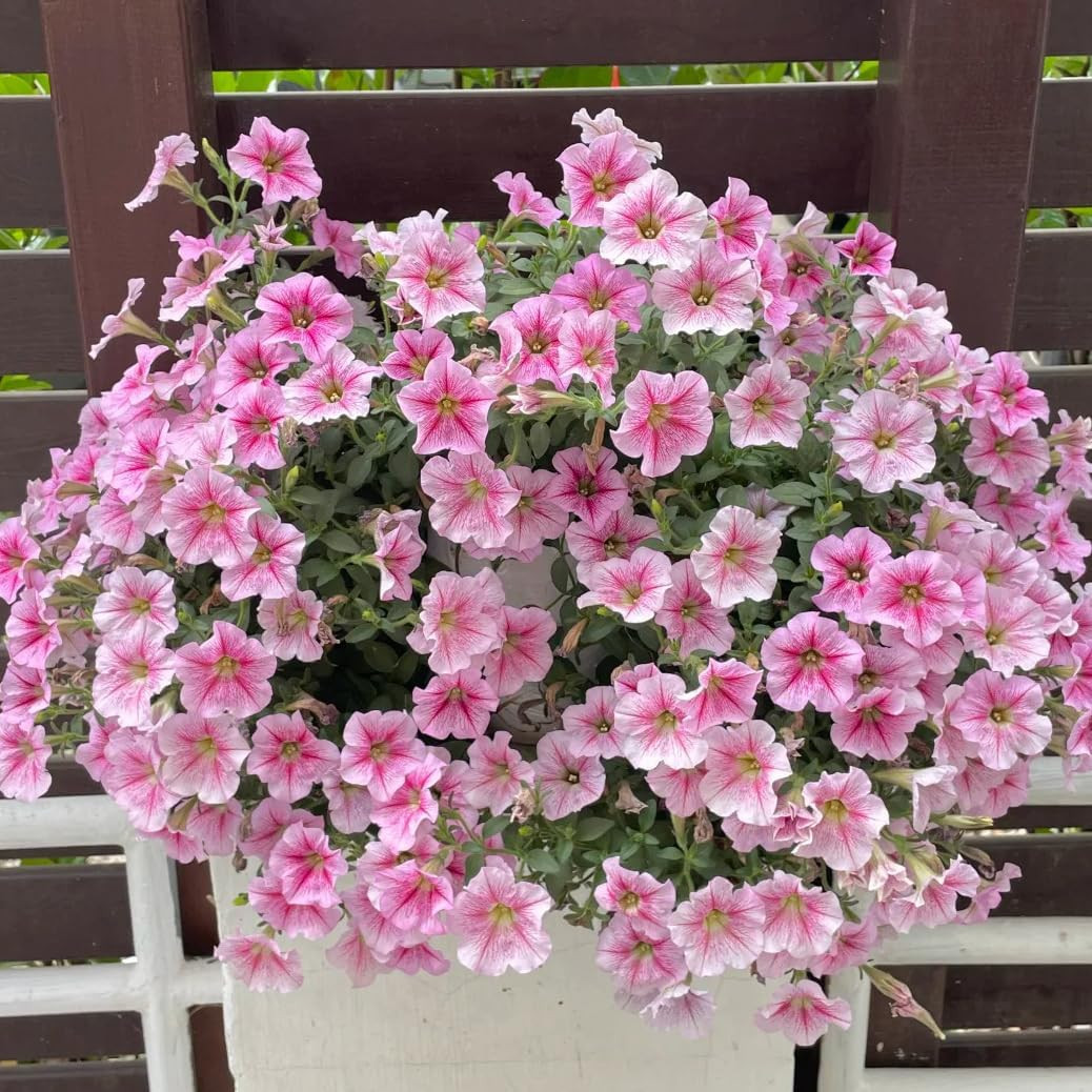 Climbing Petunia Seeds for Planting, 300Pcs Rare Perennial Wave Night Sky