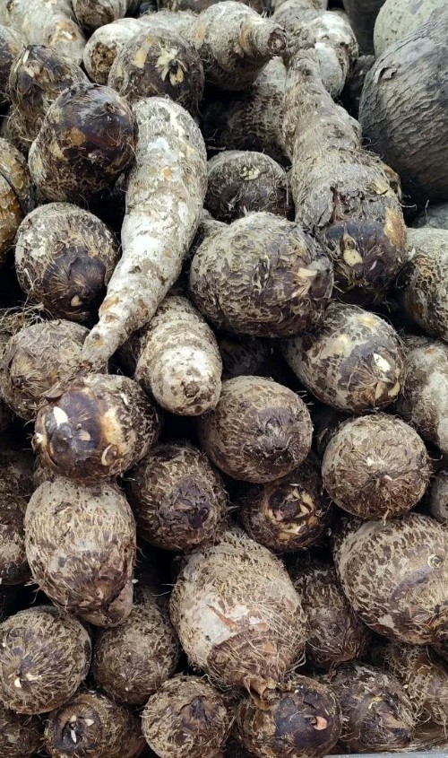 Yautia yam 3 To 4 Pounds Product Of Ecuador
