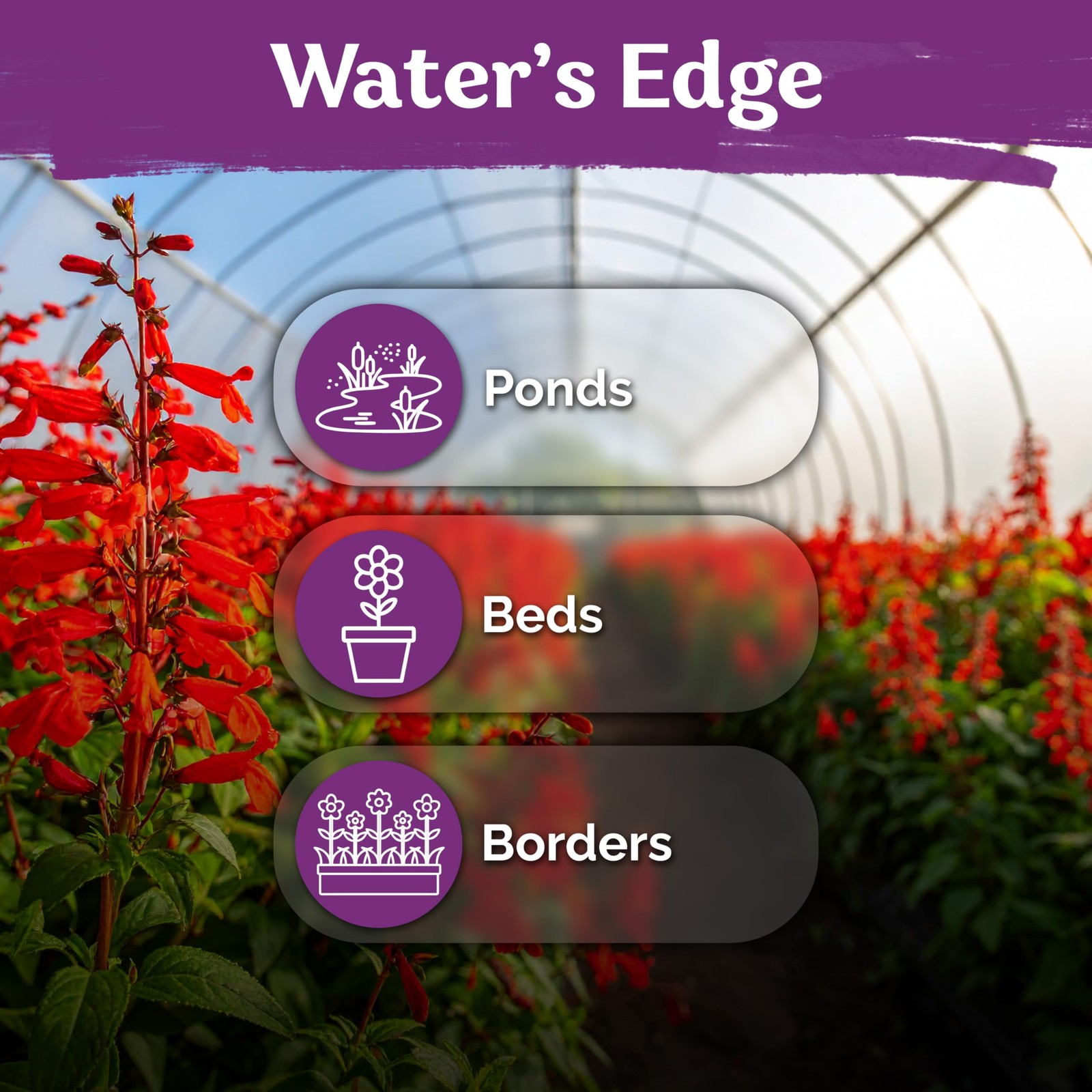 KVITER 2000 Red Cardinal Flower Seeds (Lobelia cardinalis)