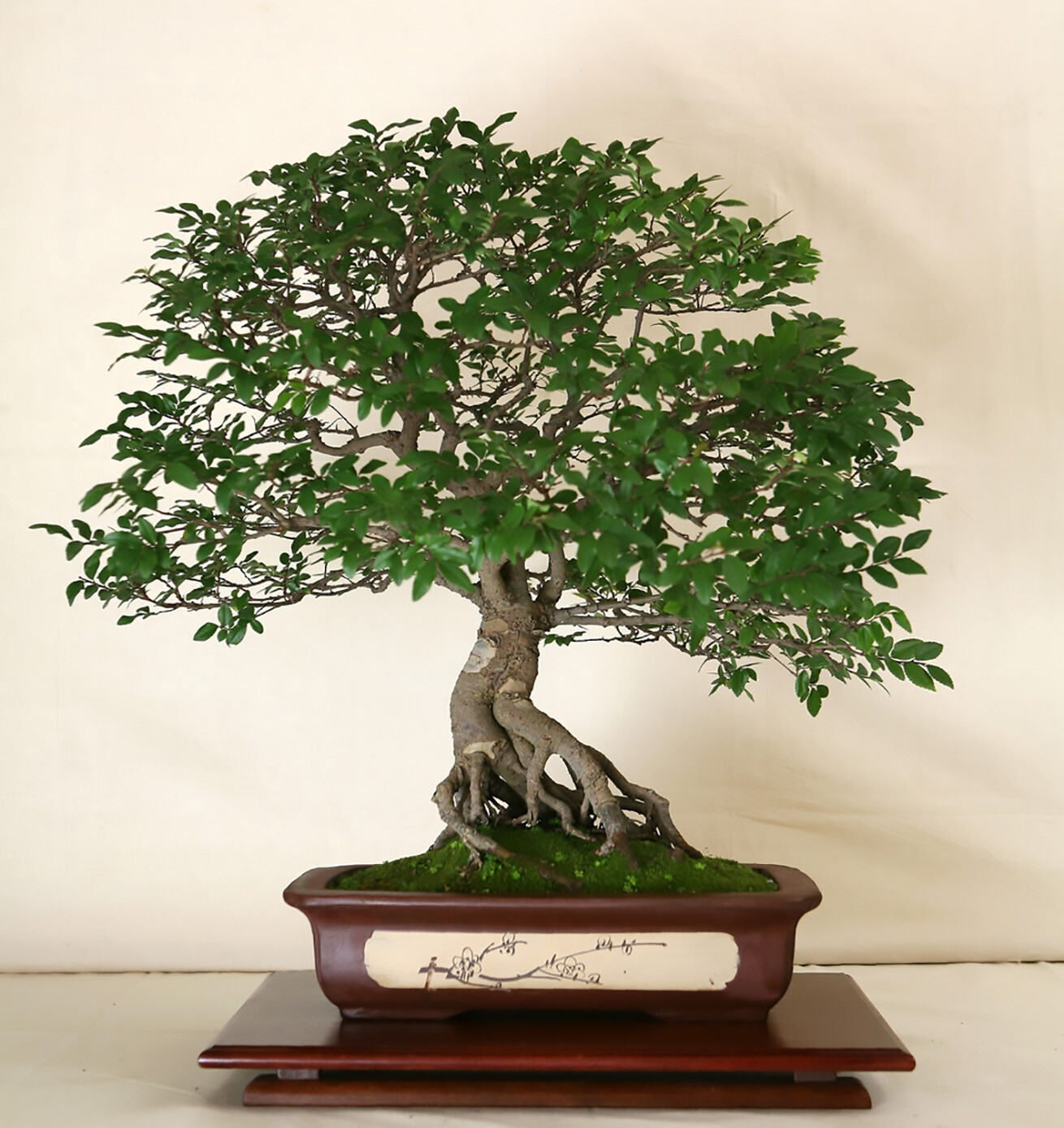 Japanese Zelkova, Zelkova serrata, Tree Seeds (Fast, Hardy, Fall Colors)