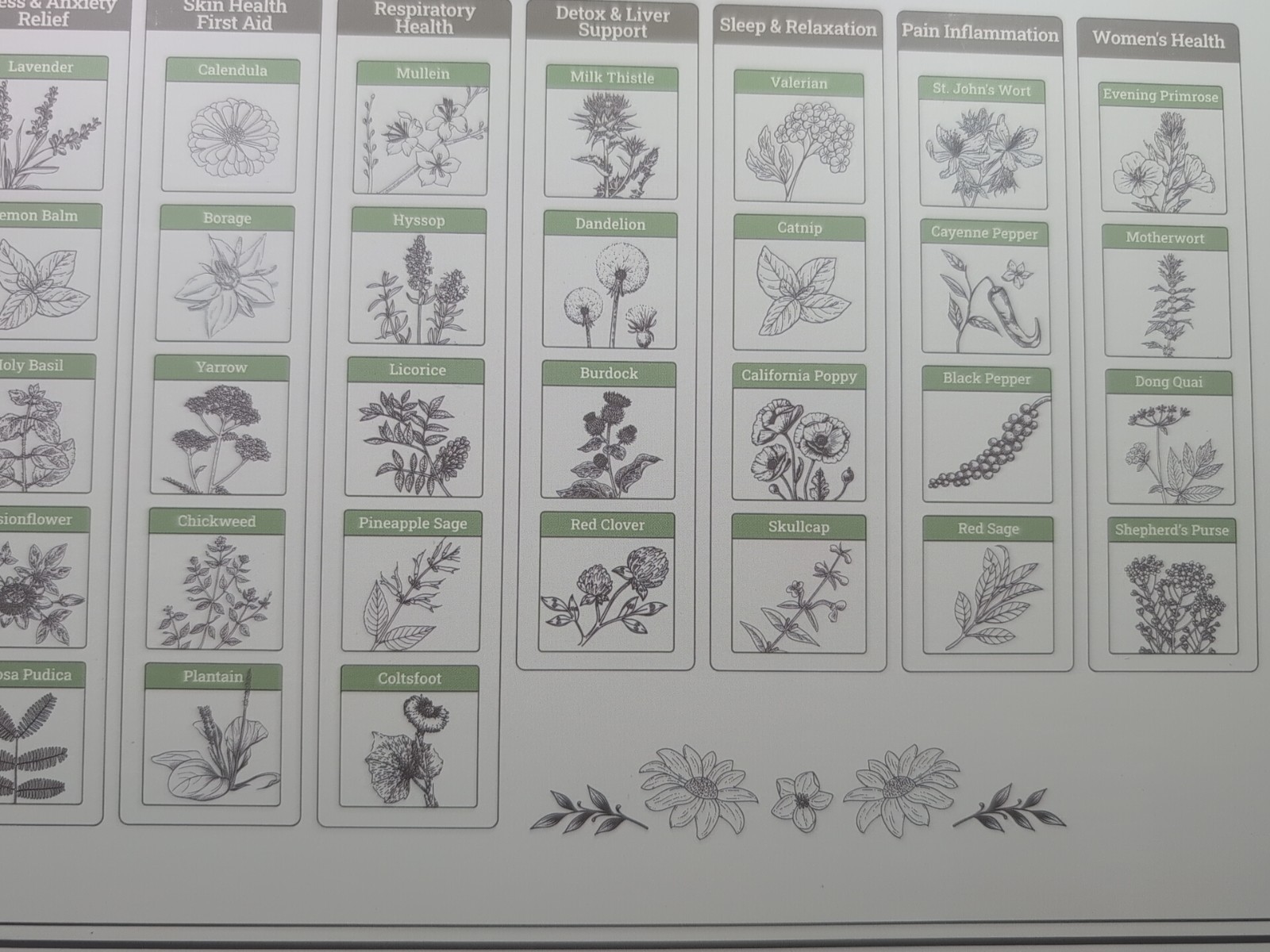 Medicinal Herb Seed Chest 36 000+ Non GMO Survival Kit Lush&Dew Ancestral Gifts